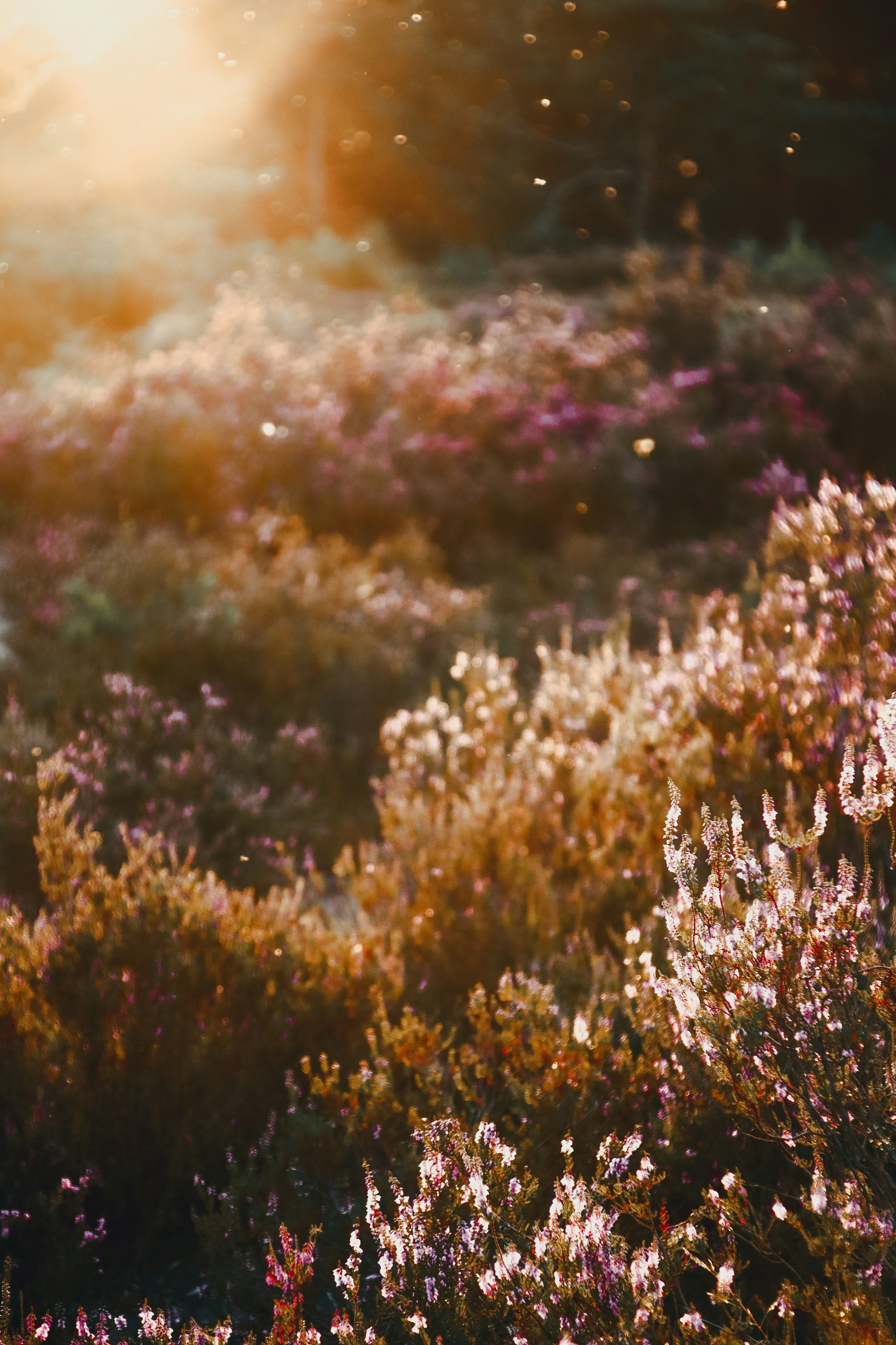 brown and white flower field